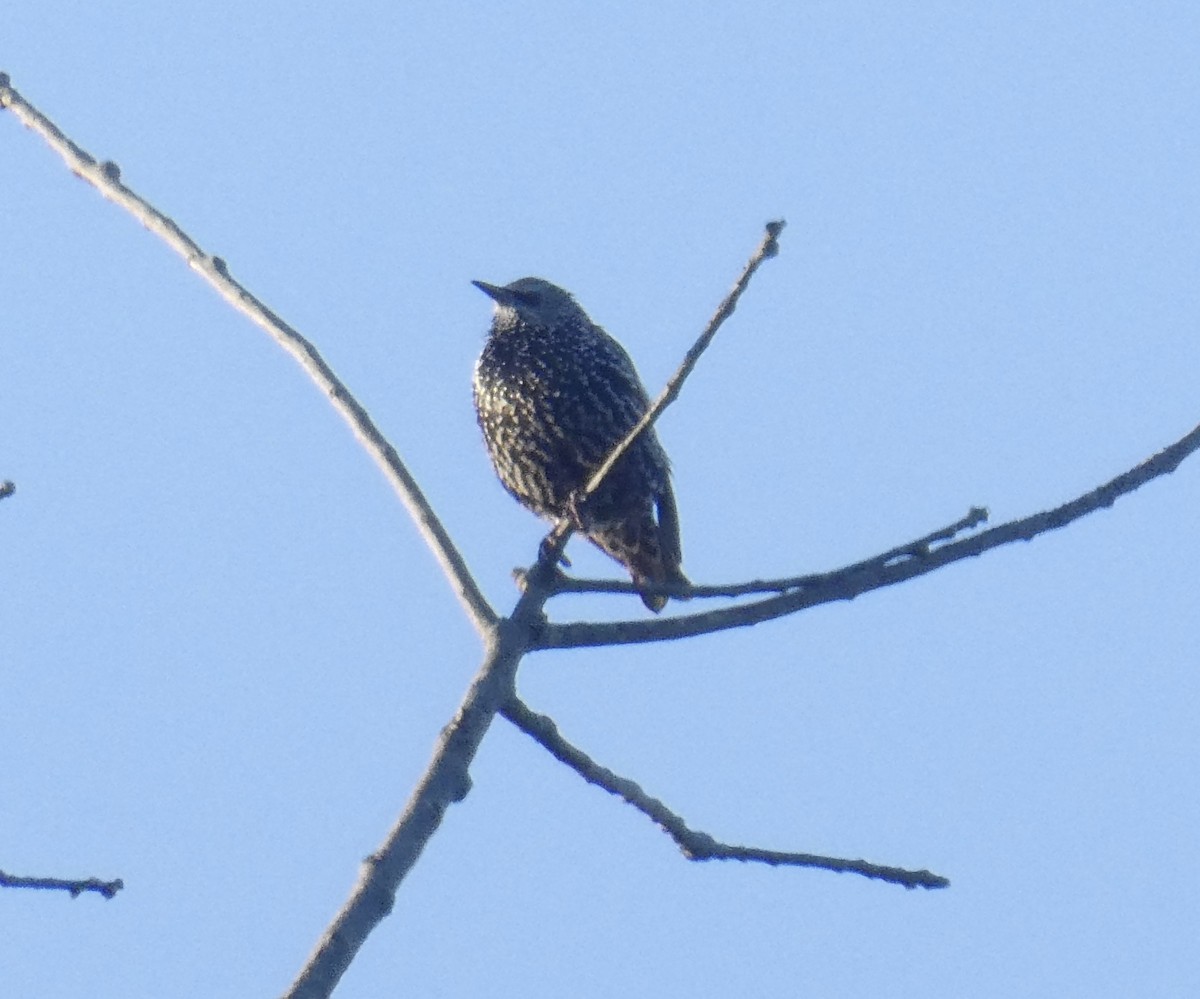 European Starling - ML181994851