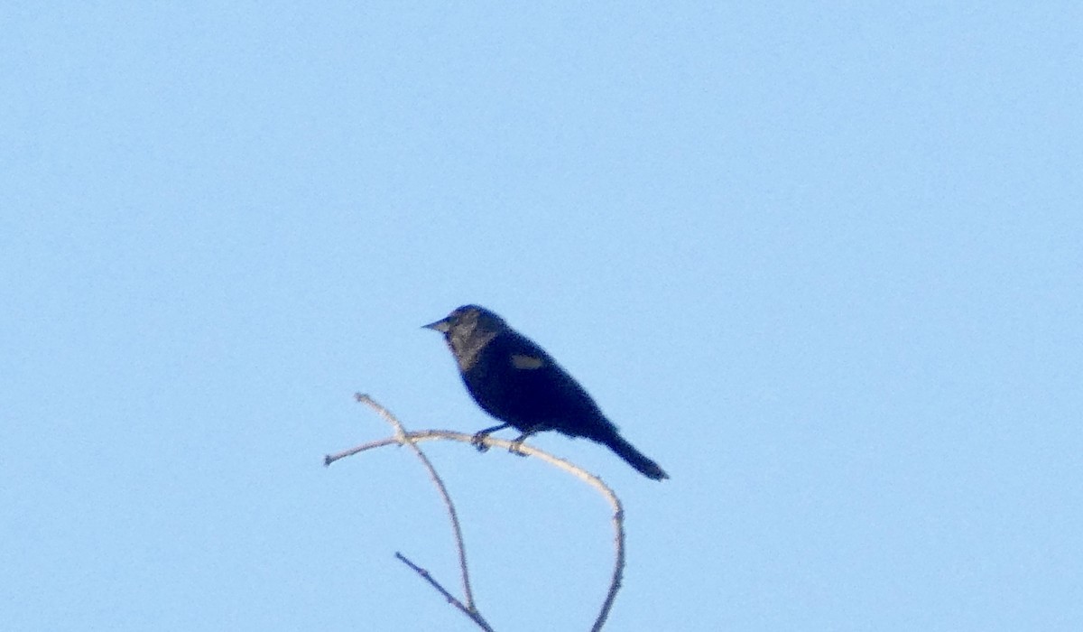 Red-winged Blackbird - ML181996191