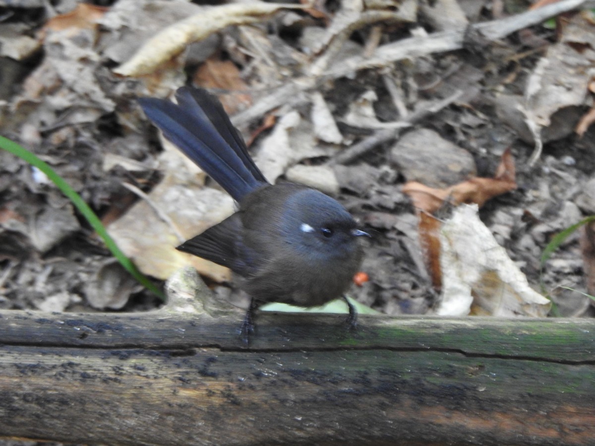 New Zealand Fantail - Joe Dillon