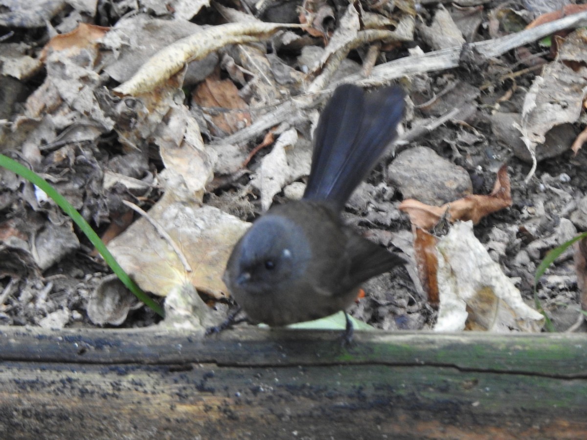 New Zealand Fantail - ML181997541