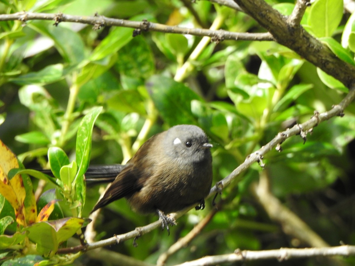 New Zealand Fantail - ML181997551