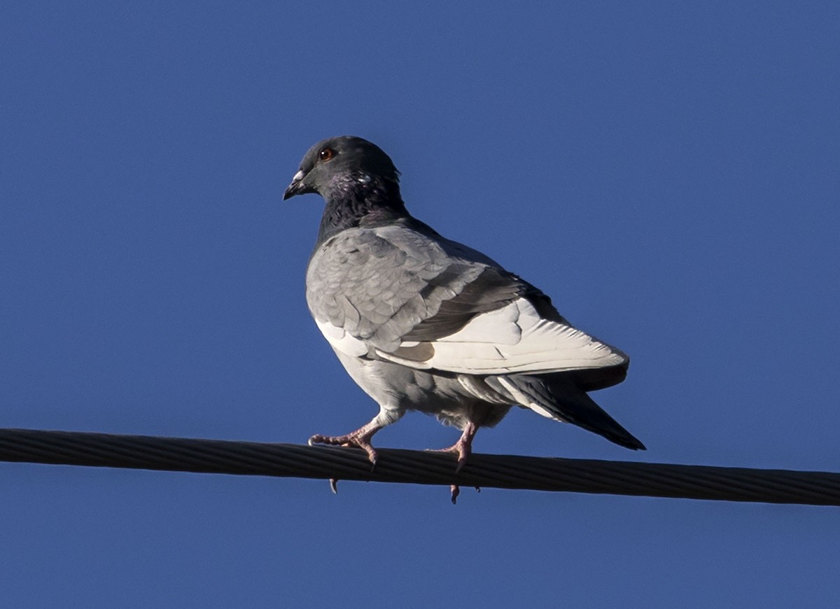 Rock Pigeon (Feral Pigeon) - ML181998551
