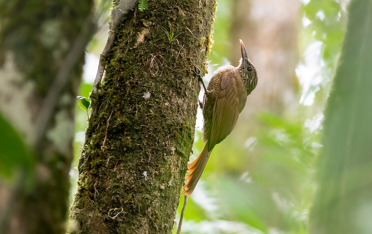 Black-banded Woodcreeper - ML182002391