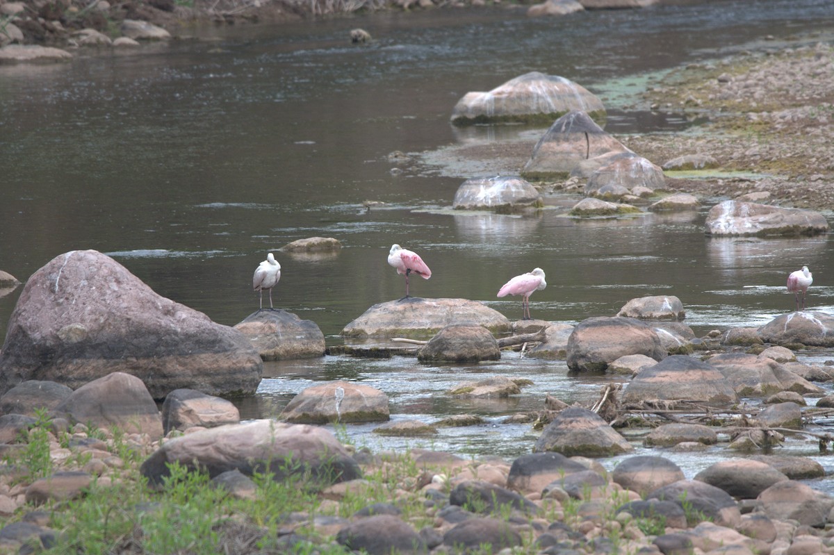 Roseate Spoonbill - ML182003811