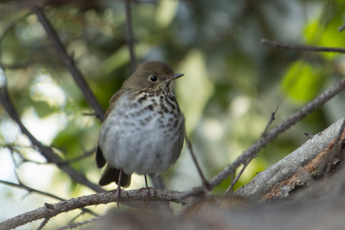 Hermit Thrush - ML182004261