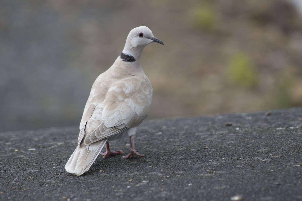 African Collared-Dove - Finn Davey