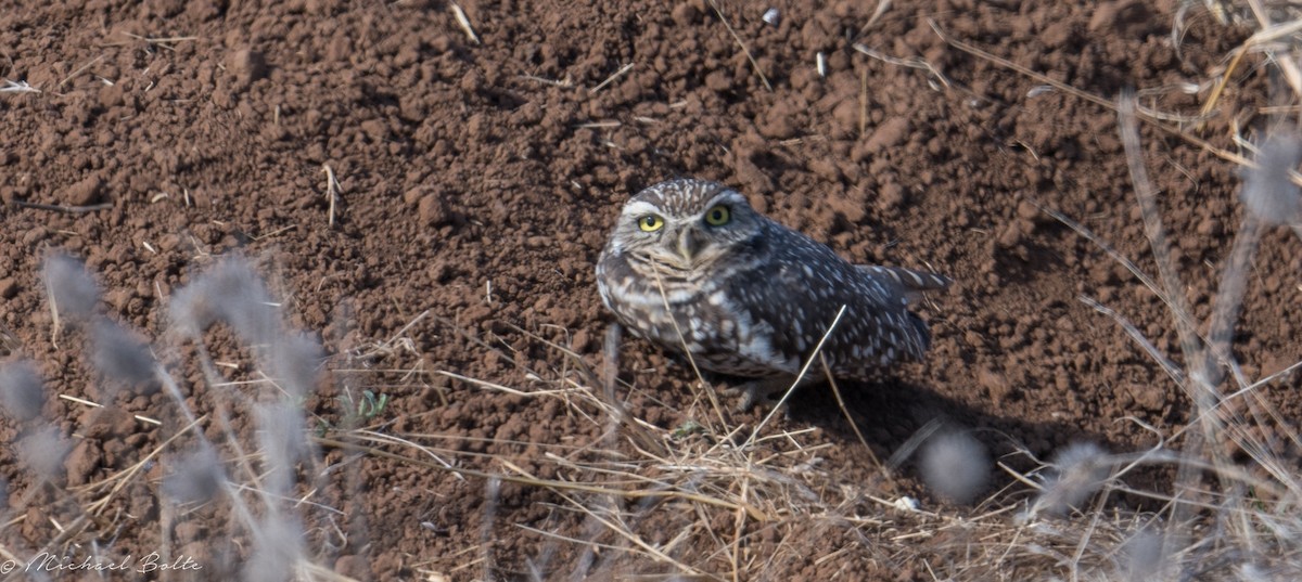 Burrowing Owl - ML182005051