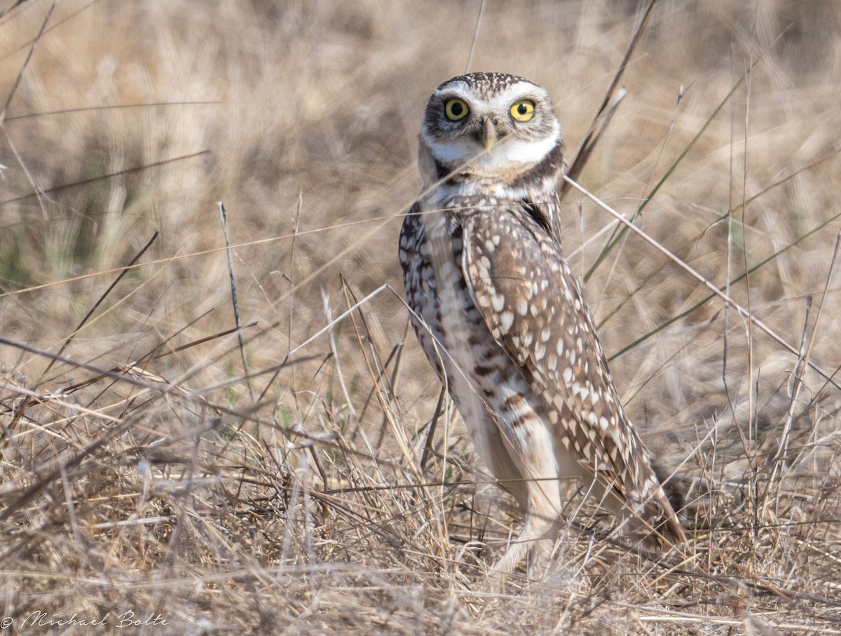 Burrowing Owl - Michael Bolte