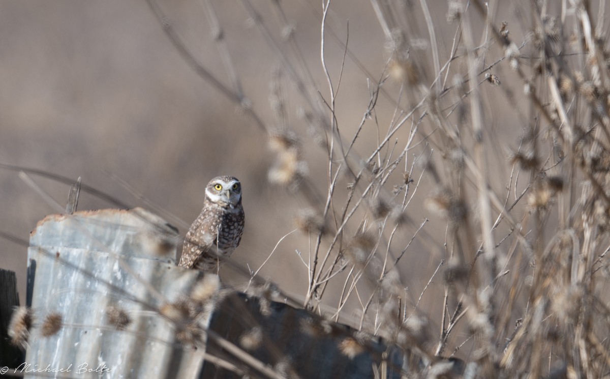 Burrowing Owl - ML182005091