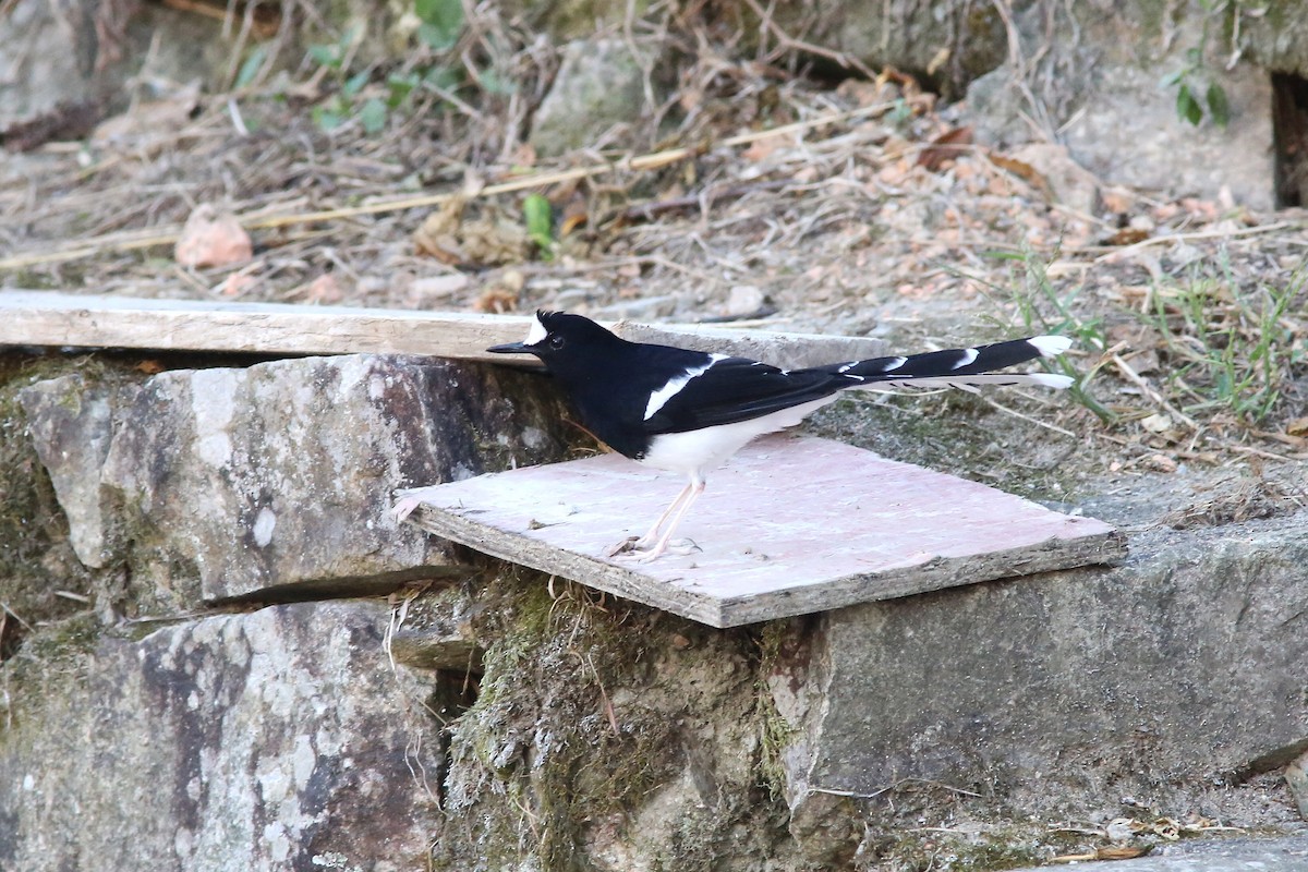 White-crowned Forktail - ML182005531