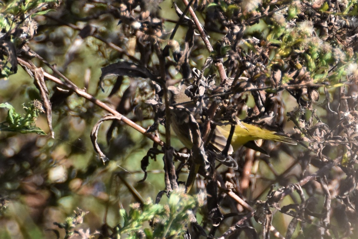 Palm Warbler (Western) - ML182009221
