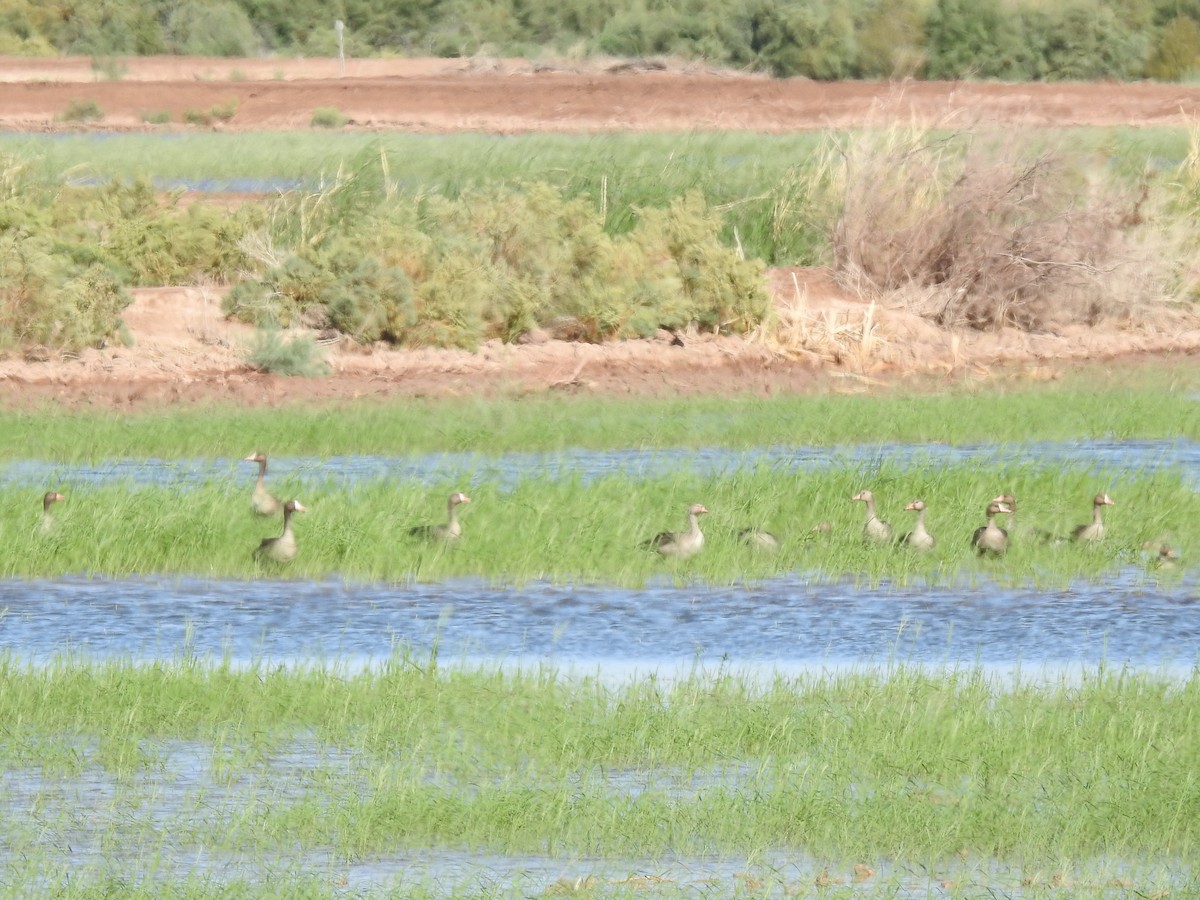 Greater White-fronted Goose - ML182009471