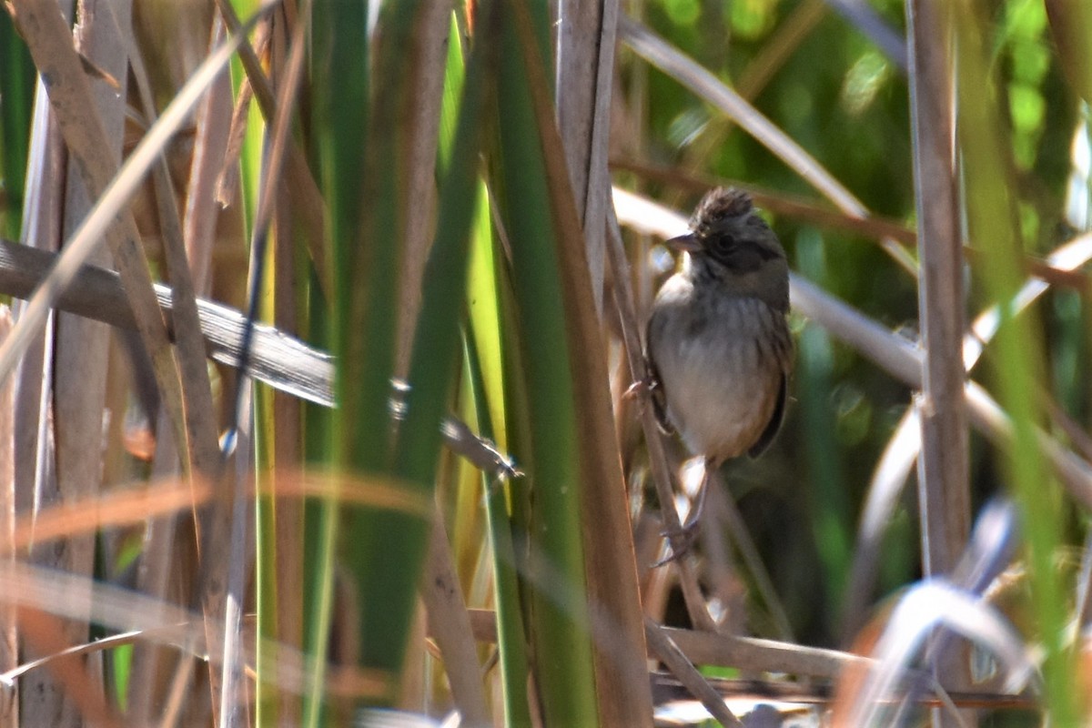Swamp Sparrow - ML182009651