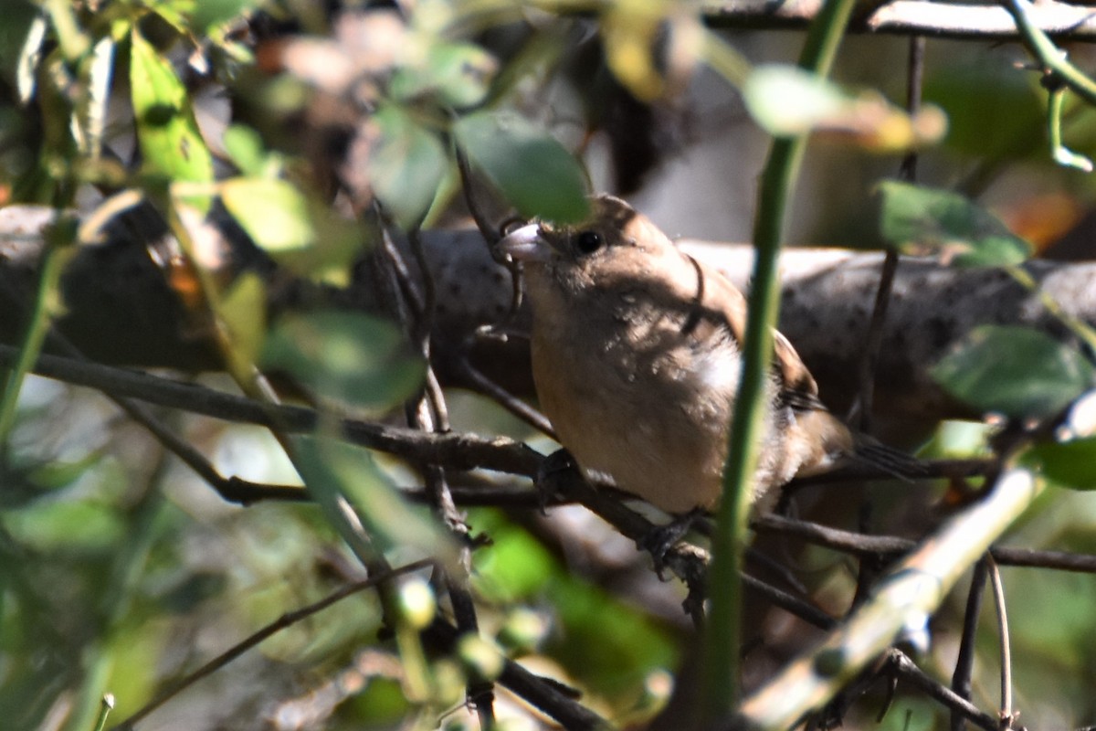 Indigo Bunting - ML182009701