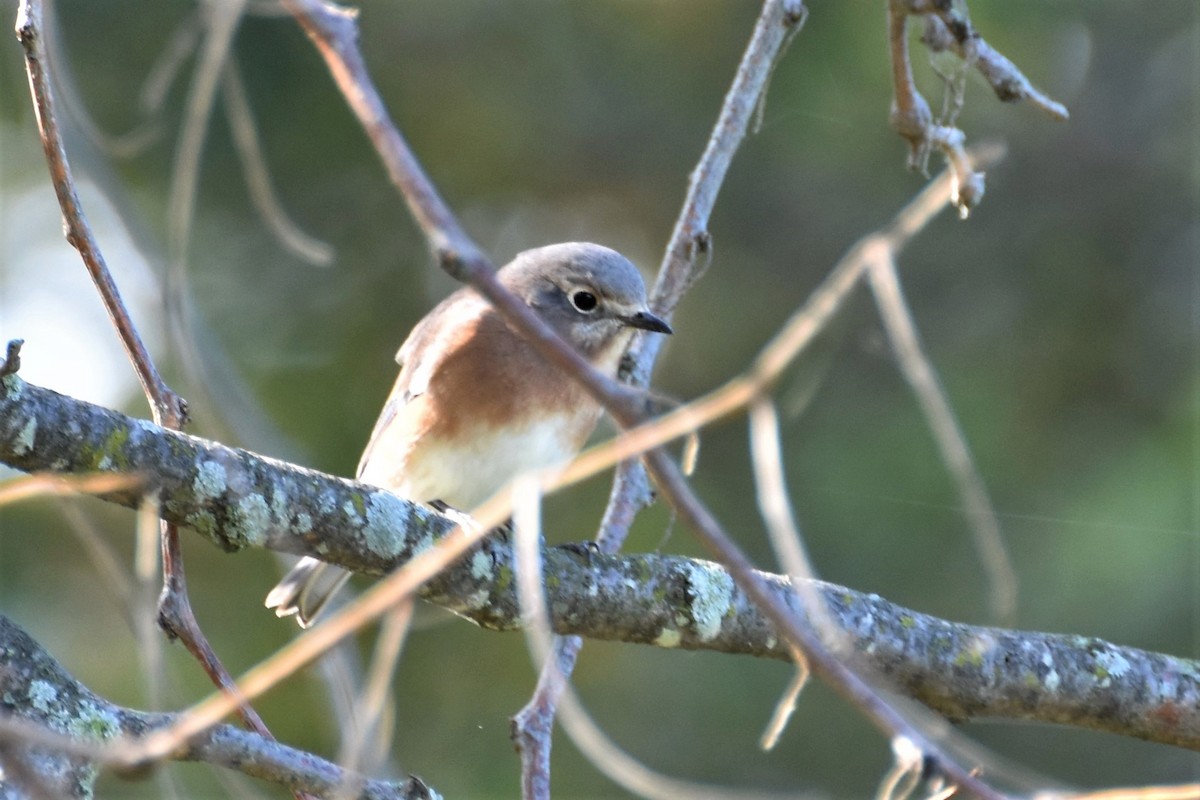 Eastern Bluebird - ML182009771