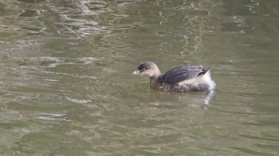 Pied-billed Grebe - ML182011621