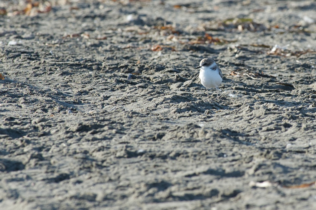 Snowy Plover - ML182011961