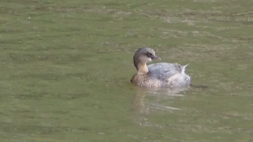 Pied-billed Grebe - ML182012021