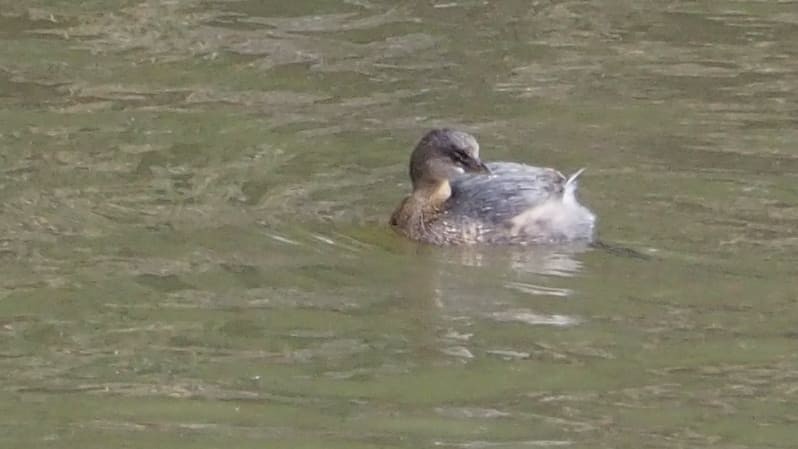 Pied-billed Grebe - Danny Korves