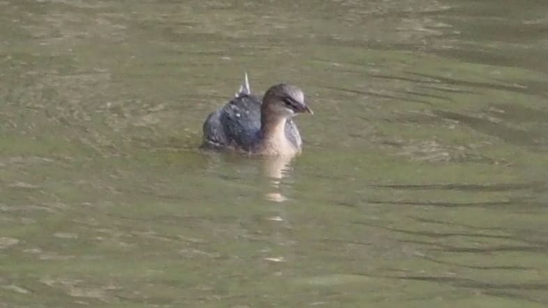 Pied-billed Grebe - ML182012151