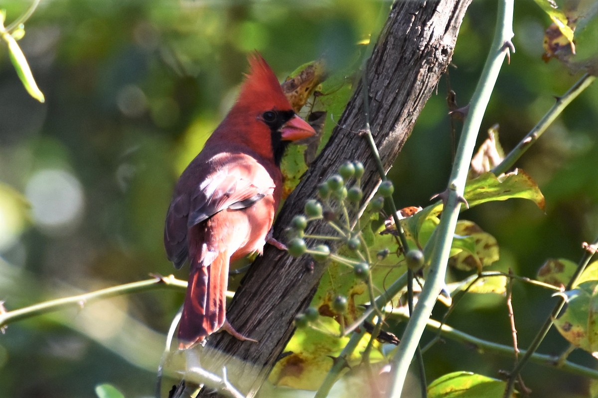 Northern Cardinal - ML182012251