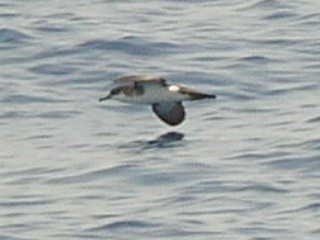 Audubon's Shearwater - ML182012561