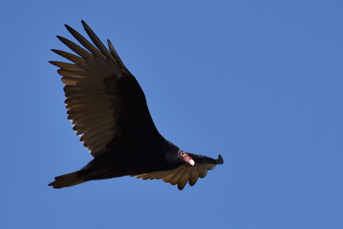 Turkey Vulture - ML182013341
