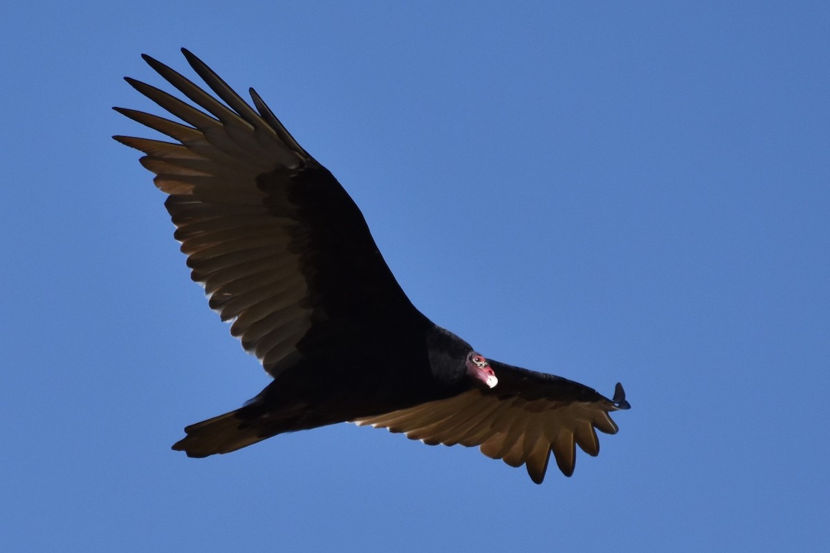 Turkey Vulture - ML182013371
