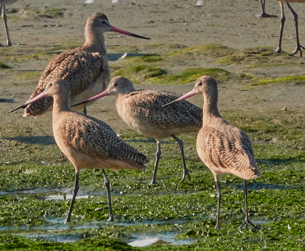 Marbled Godwit - Anonymous