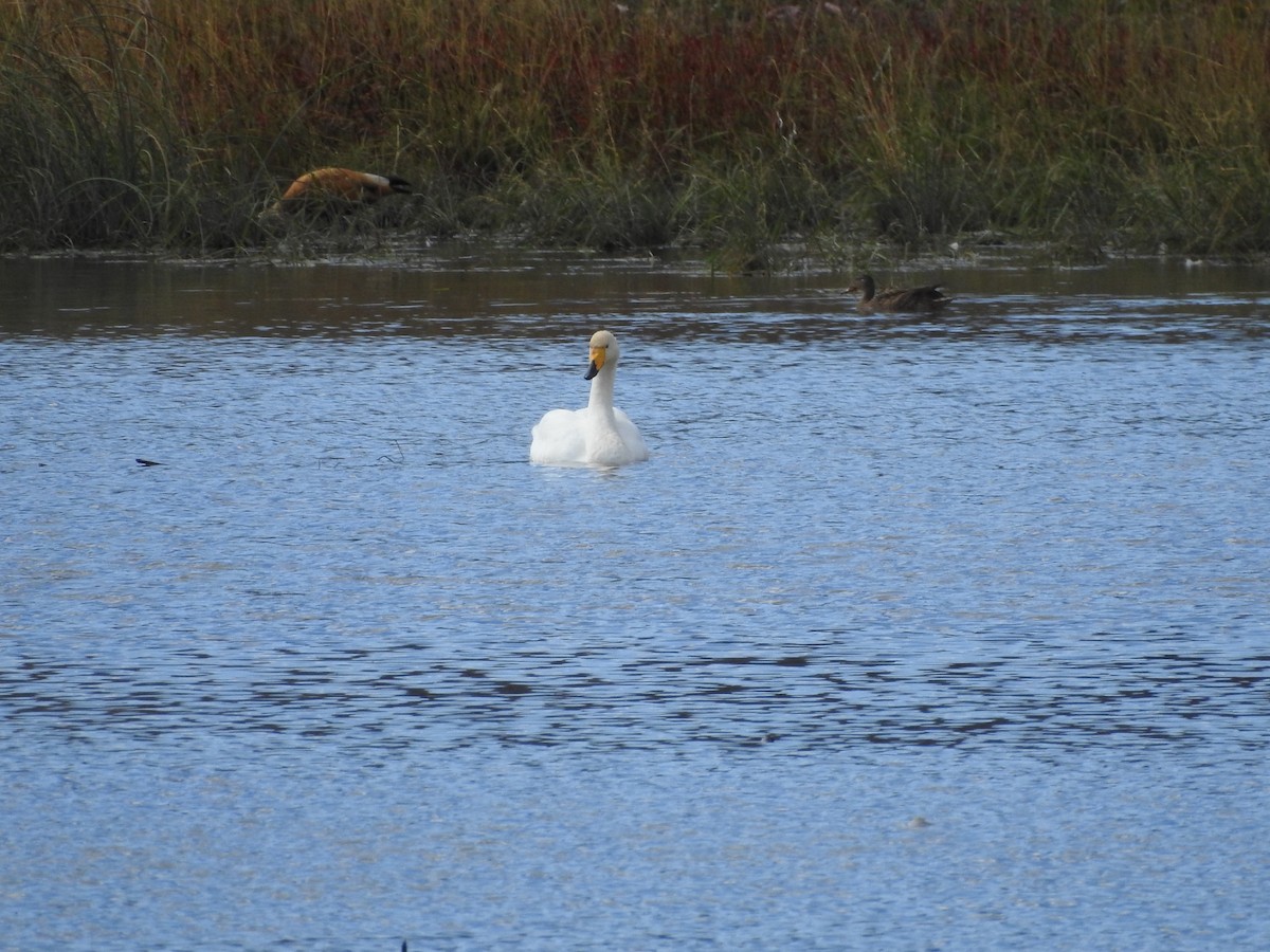 Whooper Swan - ML182014751