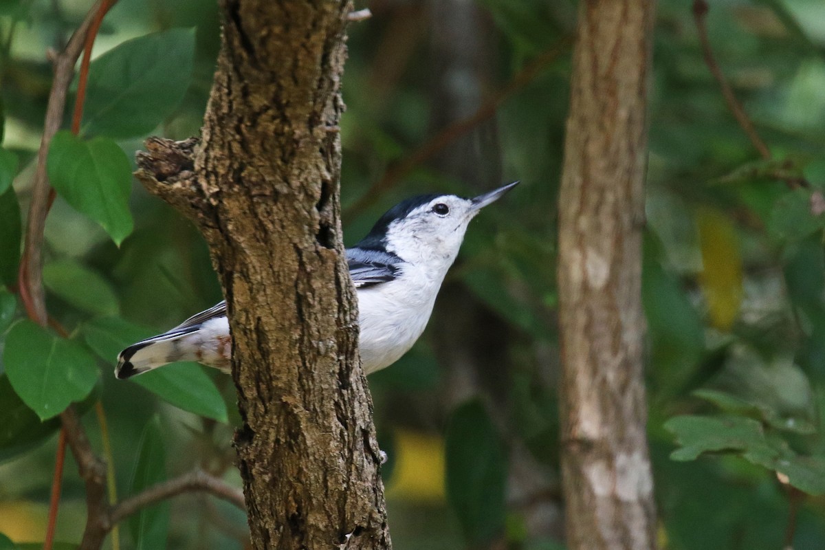 White-breasted Nuthatch - ML182015791