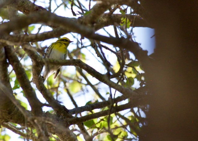 Townsend's Warbler - ML182016181
