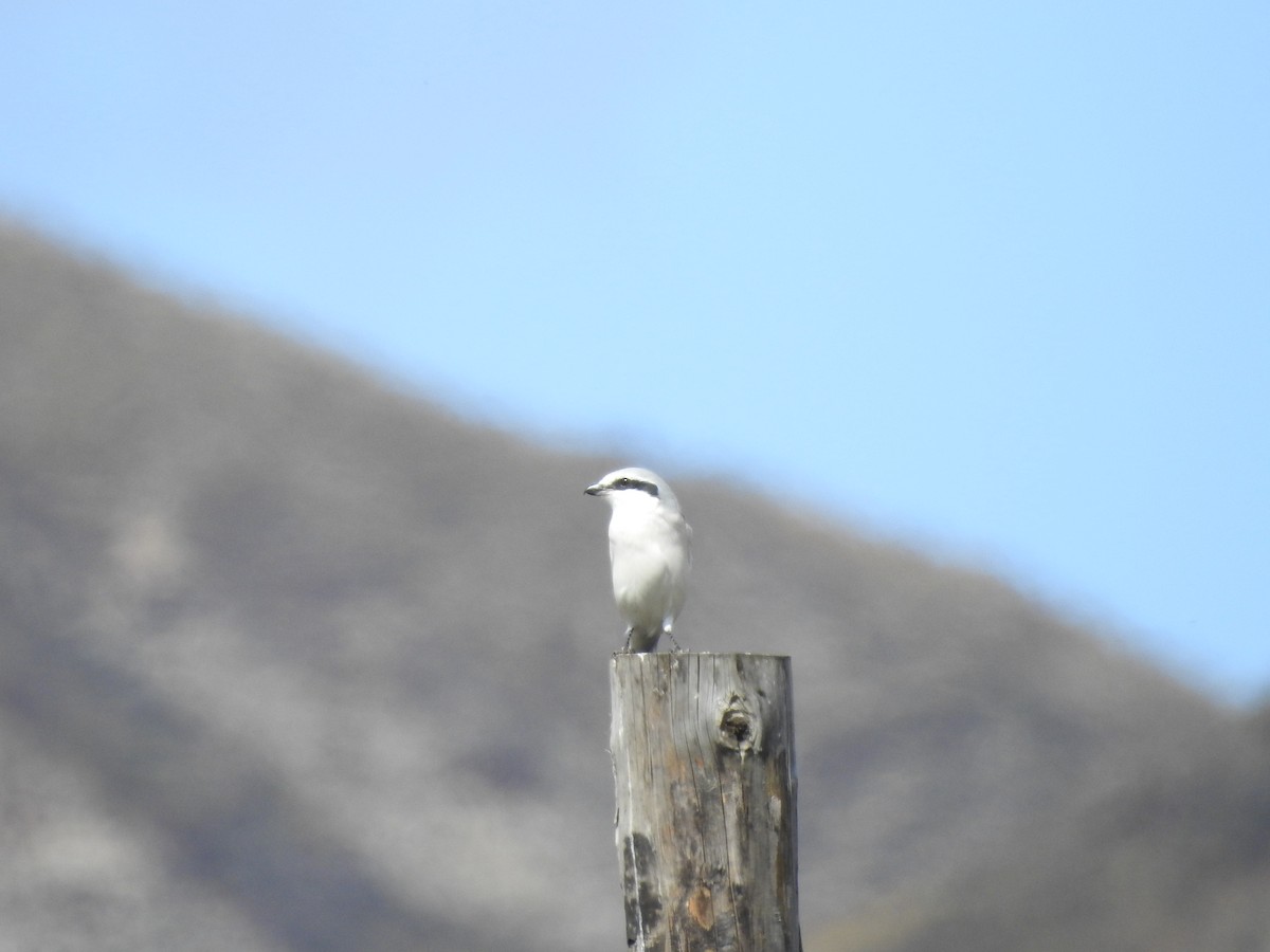 Chinese Gray Shrike - ML182016541