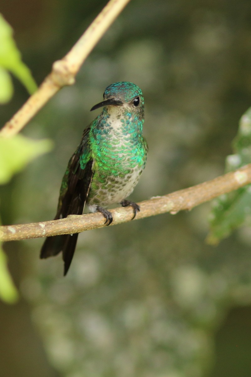 Violet-fronted Brilliant - george parker