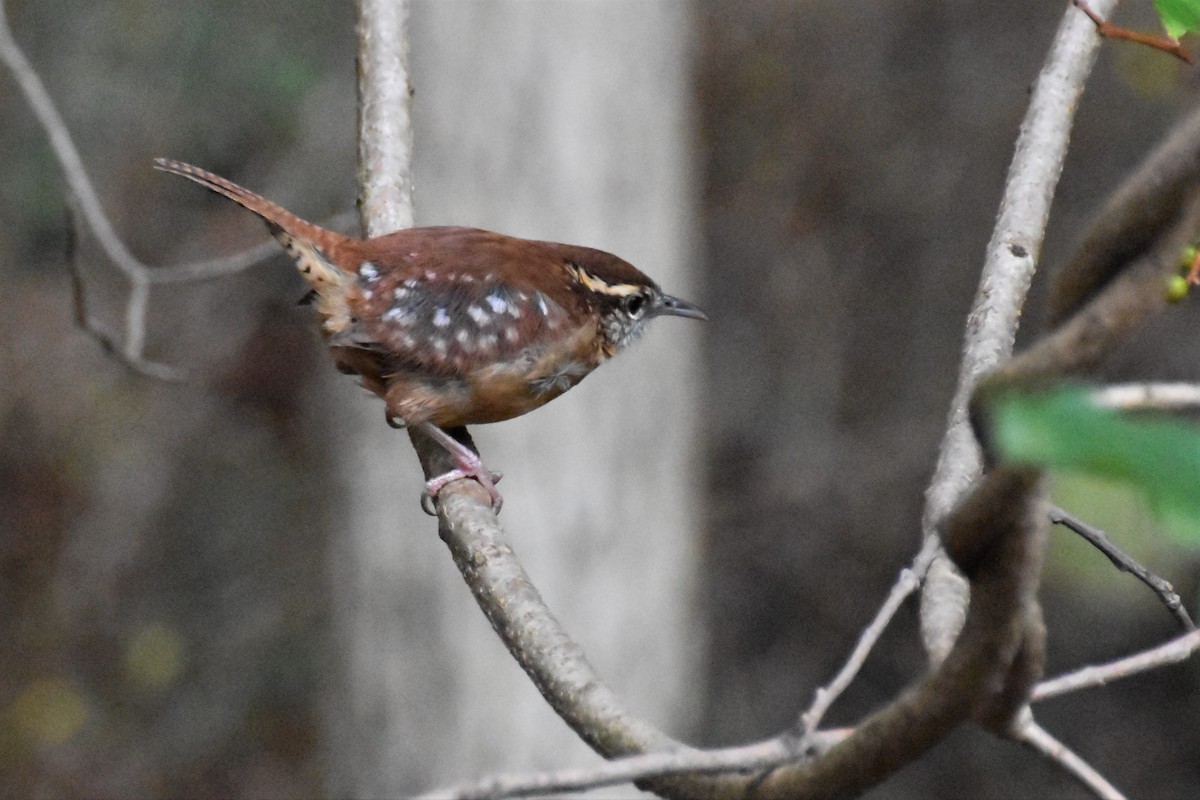 Carolina Wren - Derek Hudgins