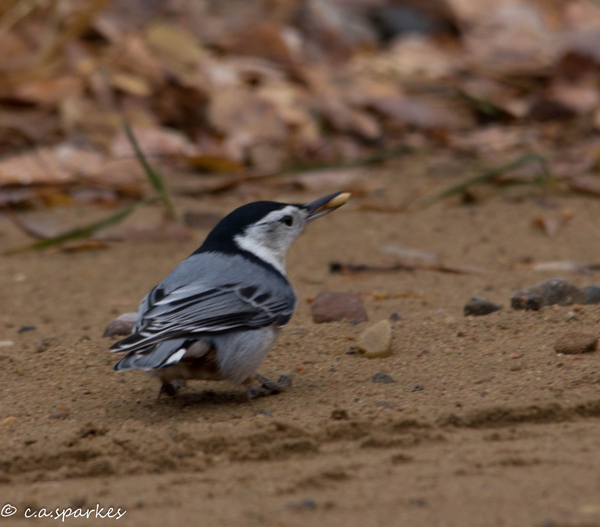 White-breasted Nuthatch - ML182019581