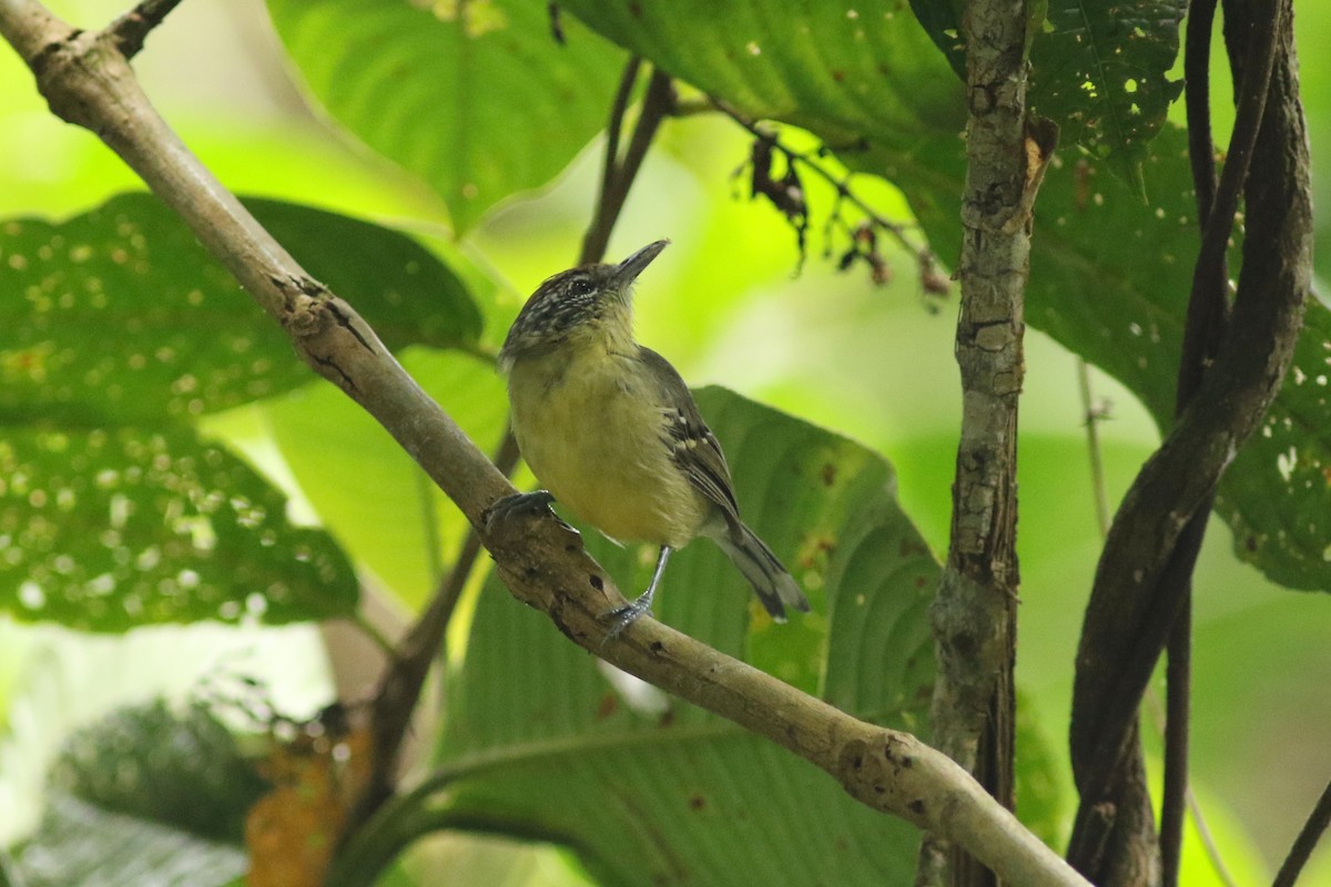 Yellow-breasted Antwren - george parker