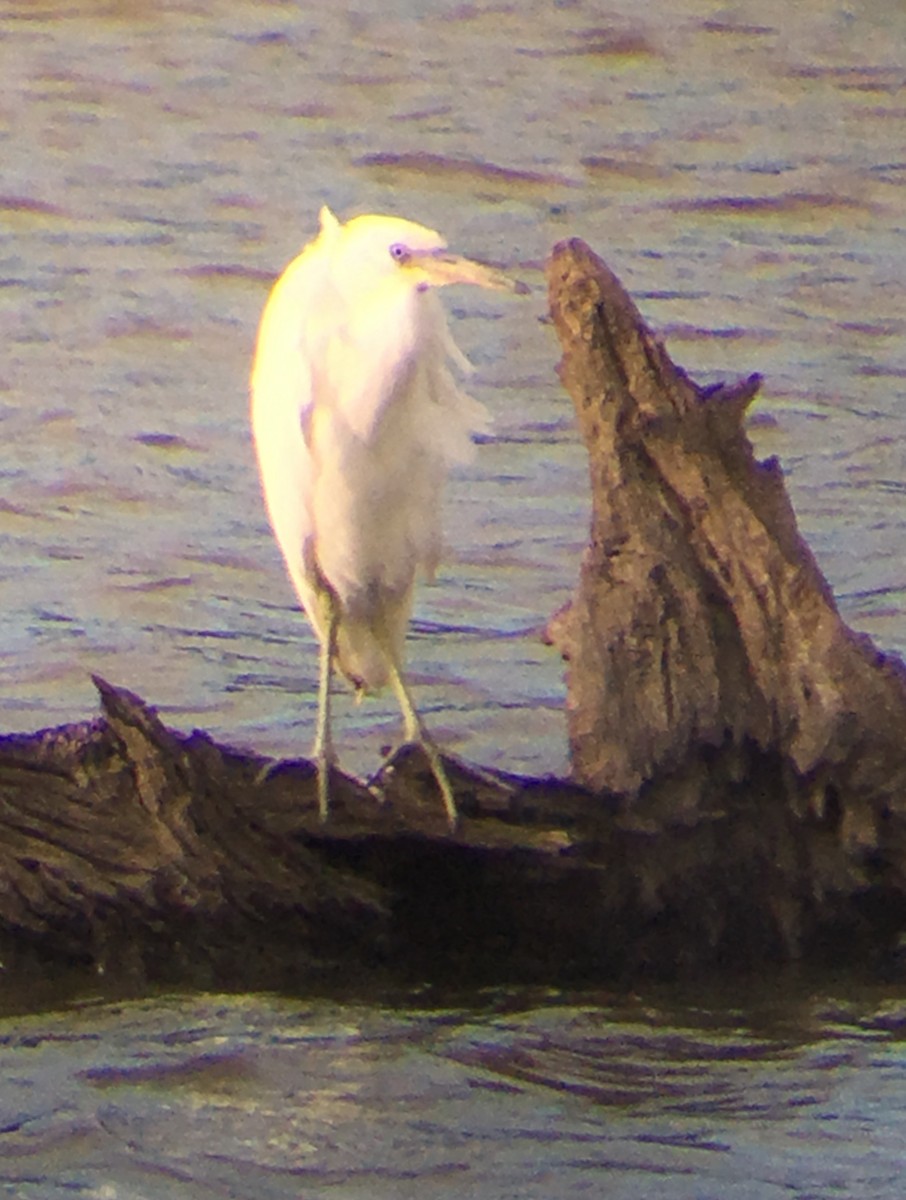 Little Blue Heron - ML182025051