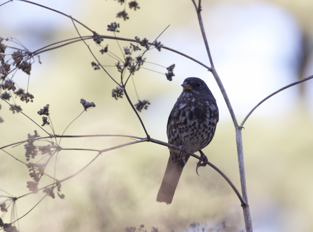 Fox Sparrow - ML182025271