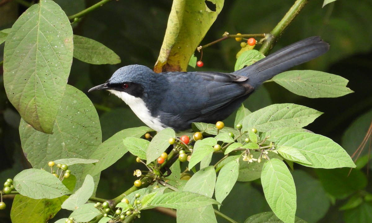 Blue-and-white Mockingbird - ML182025441