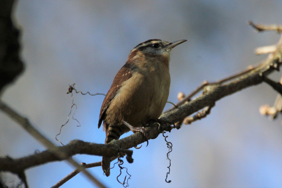 Carolina Wren - Patrick Sysiong