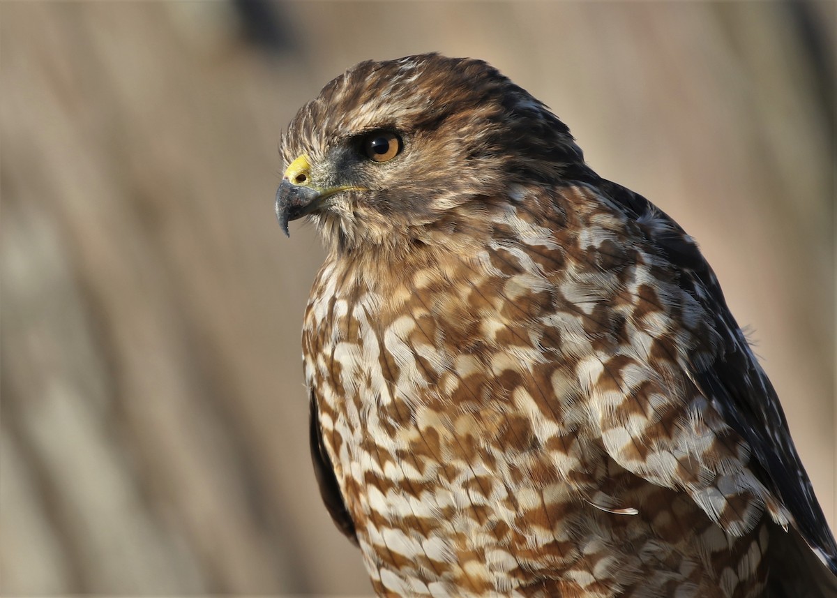 Rotschulterbussard - ML182026421