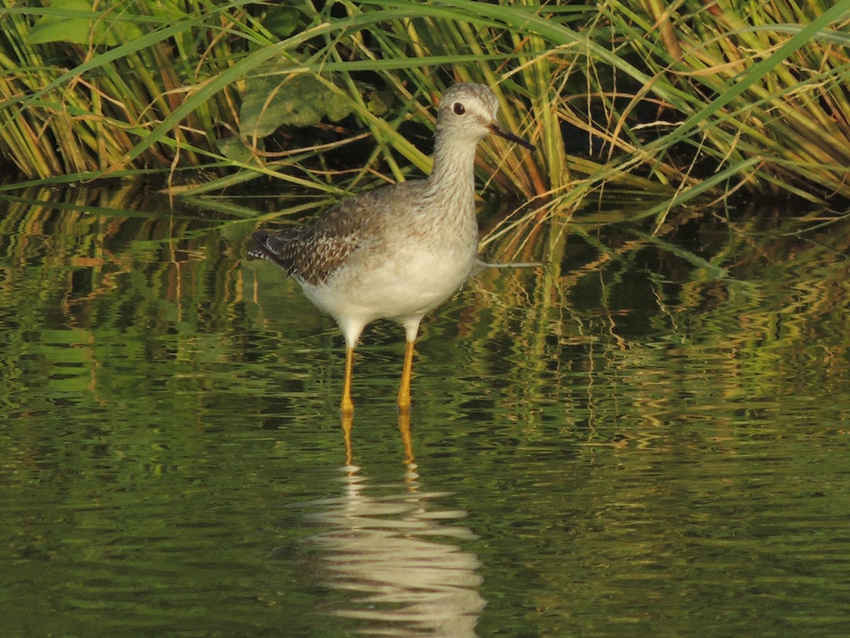 Lesser Yellowlegs - Christian Olaciregui