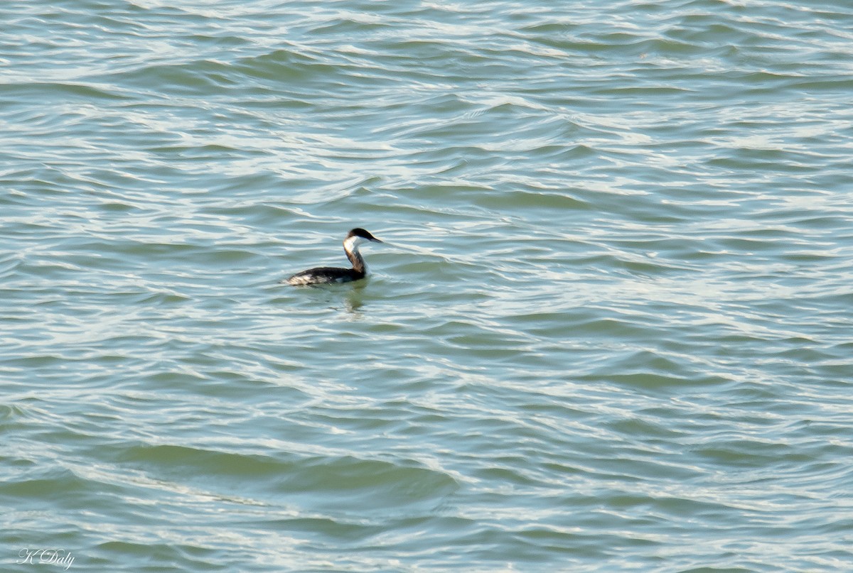 Horned Grebe - Kerry Daly