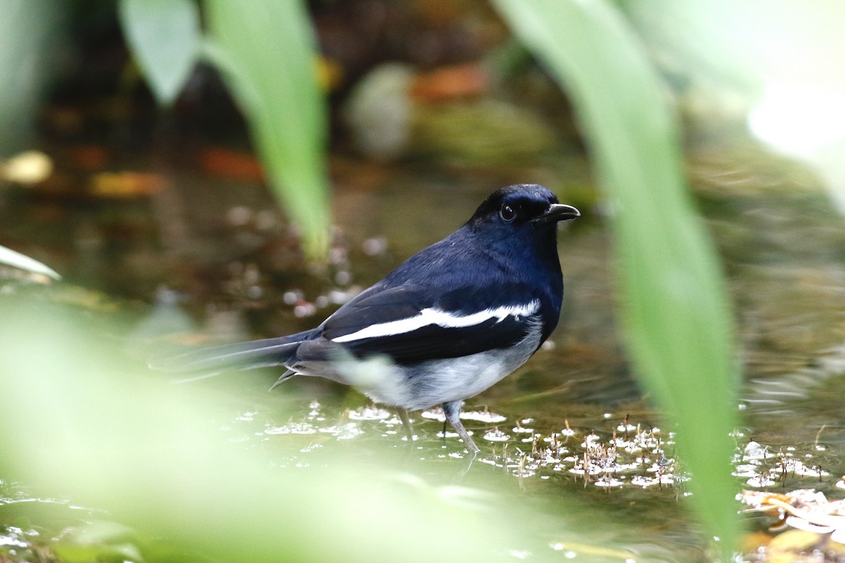 Oriental Magpie-Robin - ML182028261