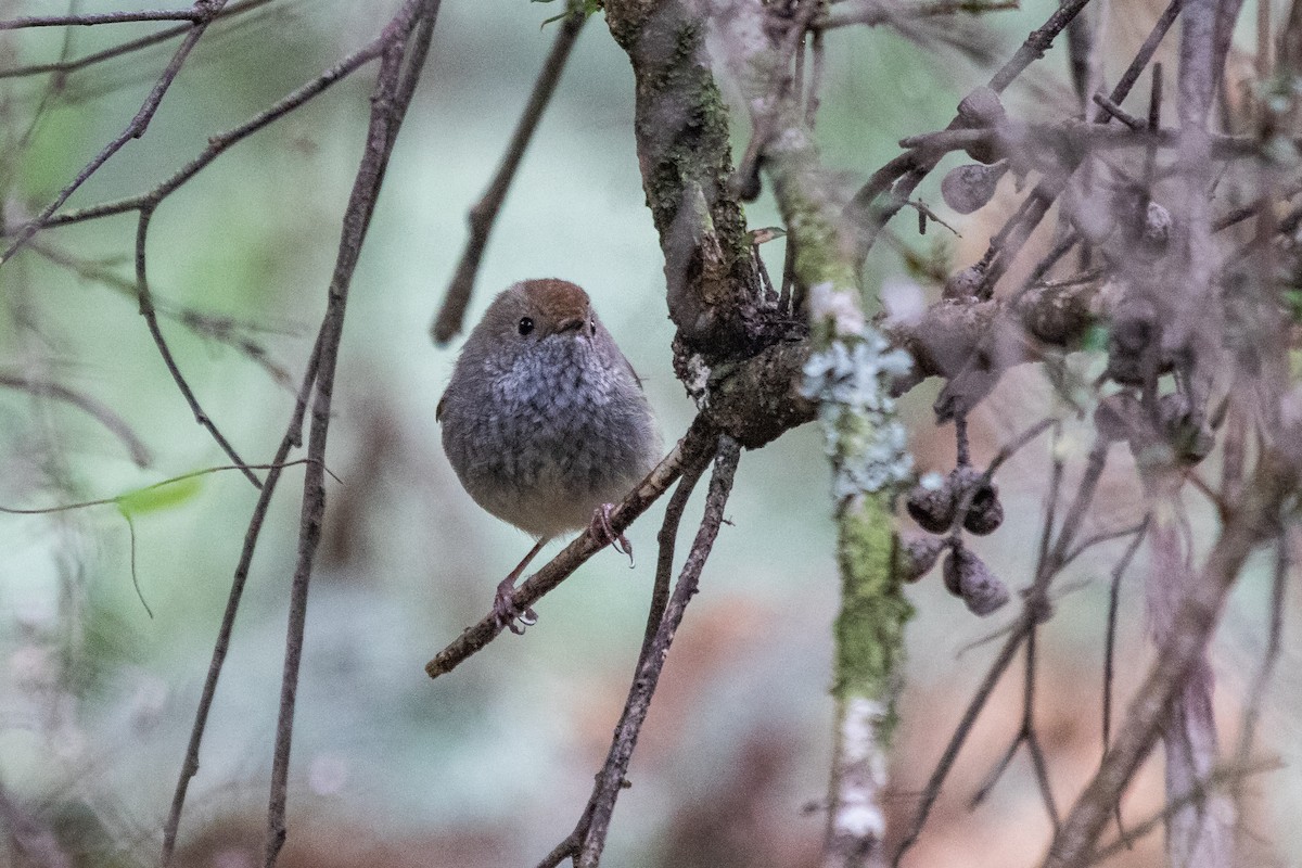 Tasmanian Thornbill - ML182030381