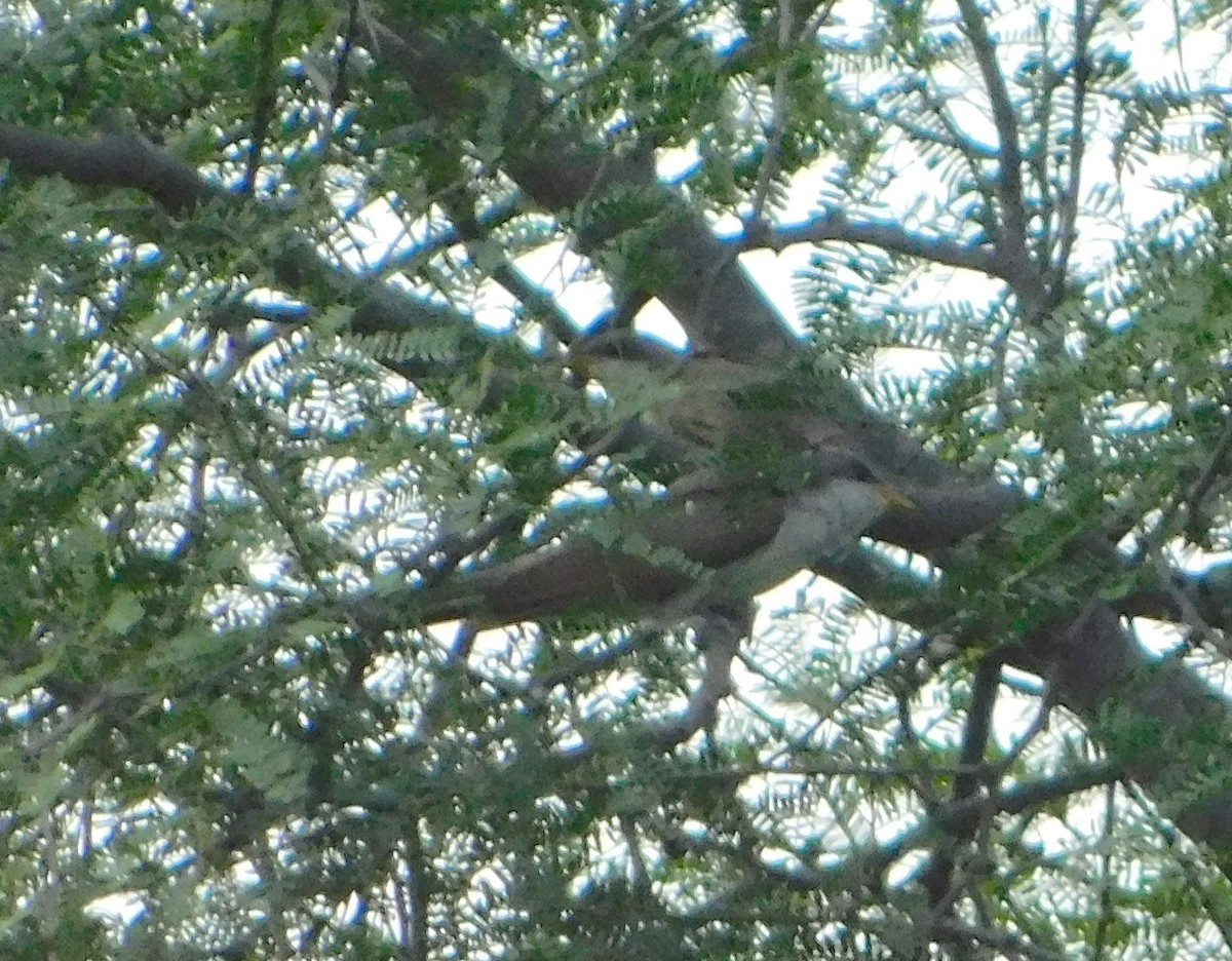 Yellow-billed Cuckoo - ML182030521