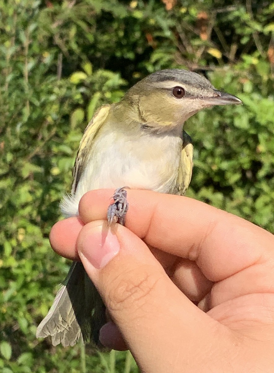 Red-eyed Vireo - Bill Page