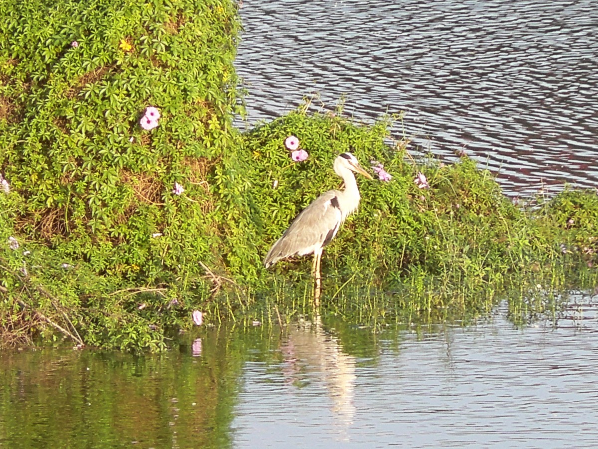 Gray Heron - ML182031481