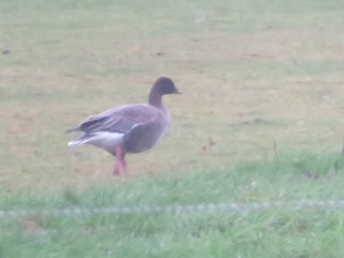 Pink-footed Goose - ML182034361